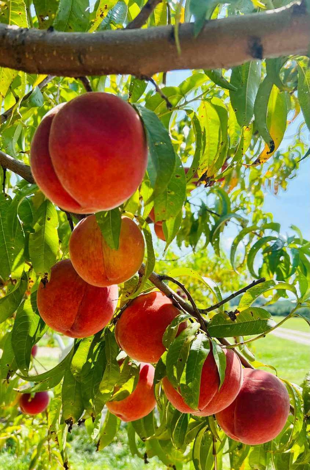 Bennett Peaches loaded on a branch in a lush green orchard oasis